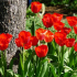 Péče o tulipány po odkvětu na zahradě - co a jak dělat